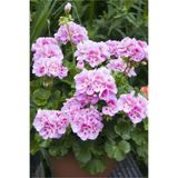 GARDENYA TOHUMCULUK 10 Adet Soft Pembe Sardunya Çiçek Tohumu