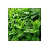 GARDENYA TOHUMCULUK 100 Adet Nane Tohumu - Bitki Besini