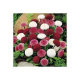 GARDENYA TOHUMCULUK 15-20 Adet Çilek Papatyası Çiçek Tohumu