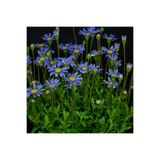GARDENYA TOHUMCULUK 15-20 Adet Mavi Papatya ( Çok Yıllık) Çiçek Tohumu