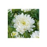 GARDENYA TOHUMCULUK 15 Adet Beyaz Uzun Boylu Şakayık Aster Çiçek Tohum