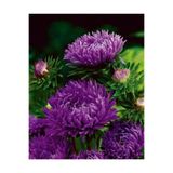 GARDENYA TOHUMCULUK 15 Adet Mürdüm Uzun Boylu Şakayık Aster Çiçek Tohum