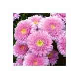 GARDENYA TOHUMCULUK 15 Adet Şeker Pembesi Çift Çiçekli Aster Çiçek Tohum