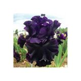 Gardenya Tohumculuk 2 Adet Black Iris (süsen) Germenica Çiçek Soğanı