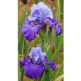Gardenya Tohumculuk 2 Adet Cornflower Renk Iris (süsen) Germenica Çiçek Soğanı