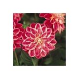 Gardenya Tohumculuk 2 Adet Degrade Dinnerplate Dahlia Yıldız Çiçek Soğanı