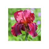 GARDENYA TOHUMCULUK 2 Adet Fuşya Renk Iris (süsen) Germanica Çiçek Soğanı