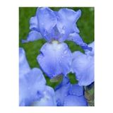 Gardenya Tohumculuk 2 Adet Iris Germenica Gök Mavi Renk Çiçek Soğanı