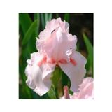 Gardenya Tohumculuk 2 Adet Iris (Süsen) Germenica Soft Pembe Renk Çiçek Soğanı