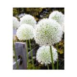 Gardenya Tohumculuk 2 Adet Kar Topu Allium Wizard Çiçeği Soğanı