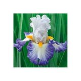 Gardenya Tohumculuk 2 Adet Mavi Kanat Iris Germenica Çiçek Soğanı