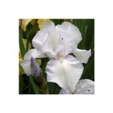 GARDENYA TOHUMCULUK 2 Adet Soft Beyaz Renkli Iris (SÜSEN) Çiçeği Soğanı