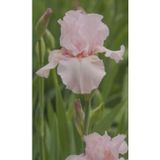 Gardenya Tohumculuk 2 Adet Soft Pembe Iris (Süsen) Germenica Çiçek Soğanı