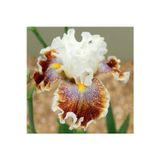 Gardenya Tohumculuk 2 Adet Sütlü Kahve Iris Germenica Çiçek Soğanı