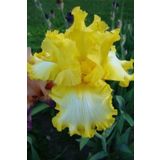 GARDENYA TOHUMCULUK 2 Adet Yellow Bird Renk Iris (süsen) Çiçek Soğanı