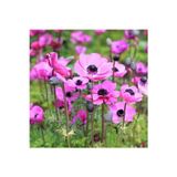 Gardenya Tohumculuk 3 Adet Pastel Pink Coronaria Anemon Çiçeği Soğanı