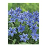 Gardenya Tohumculuk 3 Adet Soft Mavi Renk Ipheion Uniflorum Jessie Bahar Yıldızı Çiçeği Soğanı