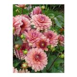 Gardenya Tohumculuk 3 Adet Yavruağzı Renk Yıldız (Dahlia) Çiçek Soğanı