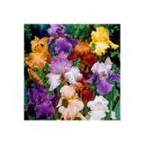 Gardenya Tohumculuk 4 Adet Karışık Renk Iris (Süsen) Çiçek Soğan