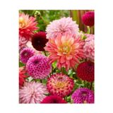 Gardenya Tohumculuk 4 Adet Mix Dahlia (Yıldız) Çiçek Soğanı