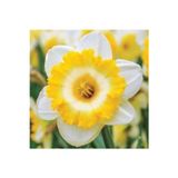Gardenya Tohumculuk 6 Adet Beyaz Sarı Renkli Fırfırlı Nergis Çiçeği Soğanı Kokulu