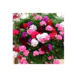 GARDENYA TOHUMCULUK Colorama Karışık Renkli Hibrit Sardunya Çiçeği Tohumu (24 TOHUM)