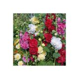 GARDENYA TOHUMCULUK Karışık Renkli Katmerli Gül Hatmi Çiçeği Tohumu