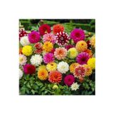 Gardenya Tohumculuk Karışık Yıldız Dahlia Çiçek Soğanı 4 Adet