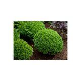 GARDENYA TOHUMCULUK Kokulu Fesleğen Tohumu