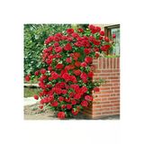 Gardenya Tohumculuk Look 10 Adet Kokulu Yediveren Kırmızı Sarmaşık Gül Tohumu Th-533620257452025