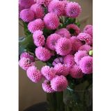 Gardenya Tohumculuk Pembe Ponpon Yıldız Çiçek Soğanı 1 Adet