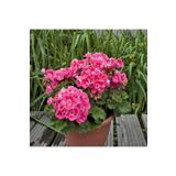 GARDENYA TOHUMCULUK Pembe Sakız Sardunya Fidanı-saksılı