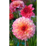 Gardenya Tohumculuk Pembe Yıldız Çiçek Soğanı 1 Adet