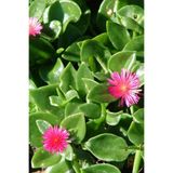 GARDENYA TOHUMCULUK Rozet Buz Çiçeği Tohumu (15-20 Adet)