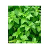 GARDENYA TOHUMCULUK Stevia (şeker Otu) Çiçeği Tohumu