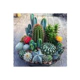 GARDENYA TOHUMCULUK Tohumculuk 10 Adet Karışık Renkli Kaktüs Çiçeği Tohumu