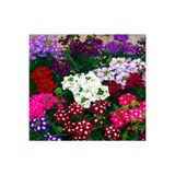 GARDENYA TOHUMCULUK Tohumculuk Karışık Renkli Yer Minesi Çiçeği Tohumu