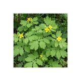 Gardina 4 ADET Kırlangıç Otu Fidesi (chelidonium Majus)