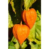 Gardina Altın Çilek Fidesi ( Physalis Peruviana ) Goldvital 1 Adet