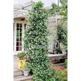 Gardina Arap Yasemini Fidanı Kokulu ( Rhyncospermum Jasminoides ) 1 Adet