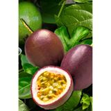 Gardina Çarkıfelek Fidesi Maruçya ( Passiflora Edulis ) Suntropics 1 Adet