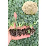 Gardina Karnabahar Fidesi 10 Adet