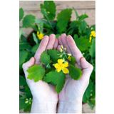 Gardina Kırlangıç Otu Fidesi (chelidonium Majus)