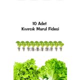Gardina Kıvırcık Marul Fidesi 10 Adet