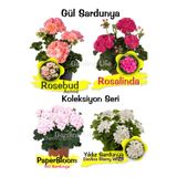 Gardina Koleksiyon Özel Tür Gül Sardunya Çiçeği Fide Seti 4 Farklı Tür