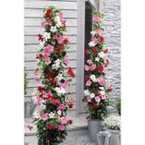 Gardina Mandevilla Çiçeği Fidesi Sarmaşık Mıx 3 Farklı Renk 3 Adet ( Kırmızı - Beyaz - Pembe )