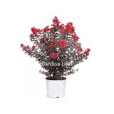 Gardina Oya Ağacı Fidanı ( LAGERSTROMİA BLACK TİGER RED )