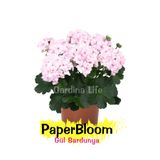 Gardina Paperbloom Gül Sardunya Çiçeği Fidesi Özel Tür (classic ) 1 Adet