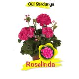 Gardina Rosalinda Gül Sardunya Çiçeği Fidesi Özel Tür (classic ) 1 Adet