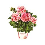 Gardina Rosebud Astrid Gül Sardunya Çiçeği Fidesi Özel Tür (classic ) 1 Adet